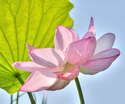 iva Lotus Seed(10 per packet)