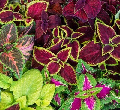 MYAT COLEUS HYBRIDUS - RAINBOW MIX Seed(150 per packet)