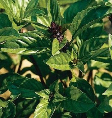 VibeX ® VMR-66 Cinnamon Basil Herb Seeds Seed(1000 per packet)