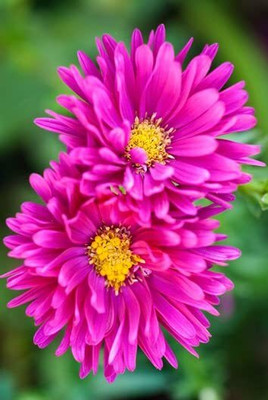 Aywal Aster Mix Flower Seed(90 per packet)
