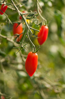 Asha Enterprises tomato Seed(105 per packet)
