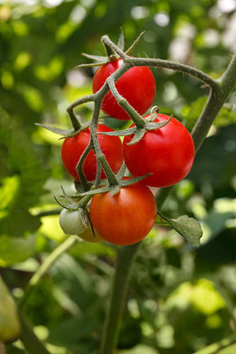 MYLAWN tomato Seed(70 per packet)