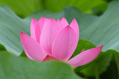 VISHSHUBH lotus,kamal gatta Seed(10 per packet)