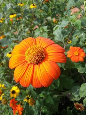 Quentova Tithonia Orange Flower-VK-7B Seed(75 per packet)