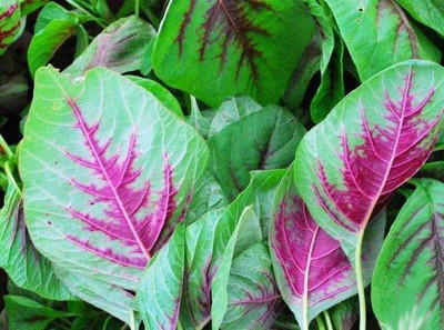 CYBEXIS XLL-86 - Amaranth for Planting - (250 Seeds) Seed(250 per packet)