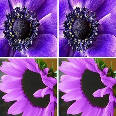Aro Sunflower Seed(108 per packet)