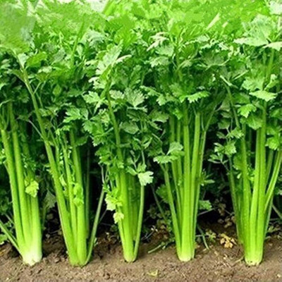 the green dotcom coriander seeds for planting Seed(255 per packet)