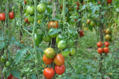 ZONATO tomato Seed(125 per packet)