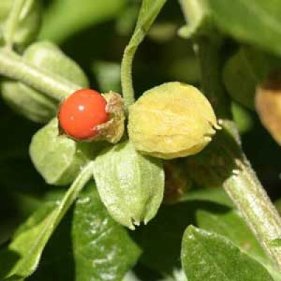 the green dotcom ashwagandha seeds south africa Seed(25 per packet)