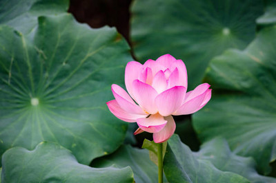 ISHIKAA lotus,kamal gatta Seed(11 per packet)