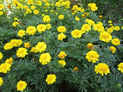 Shree Dev marigold,gende ka phool Seed(30 per packet)