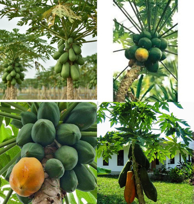 ibains Hybrid papaya seeds all season beej 180 Seed(180 per packet)