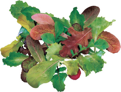 CYBEXIS XL-63 - Salad Mix Mesclun - (450 Seeds) Seed(450 per packet)