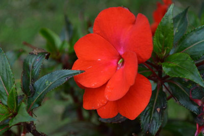 XOLDAA balsam frower Seed(25 per packet)