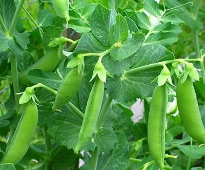 CRGO PEA , MATAR Seed(180 per packet)
