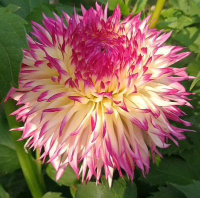 CYBEXIS Rare Pink Dahlia Pompon Flower Seeds Seed(1 g)