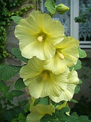 Lorvox Exotic holly hock Seed(20 per packet)