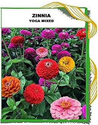 CYBEXIS NBIR-25 - Zinnia Mix - (270 Seeds) Seed(270 per packet)
