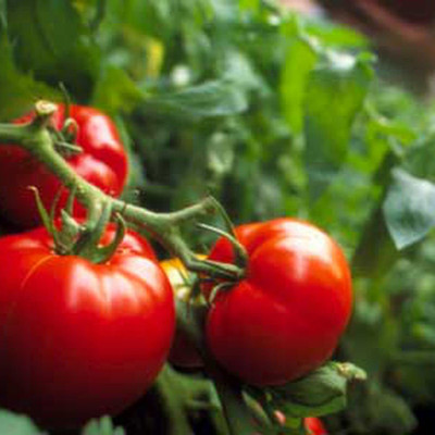 WILLVINE Hybrid Better Boy Tomato Seeds [2.5g, 750 Seeds] Seed(750 per packet)