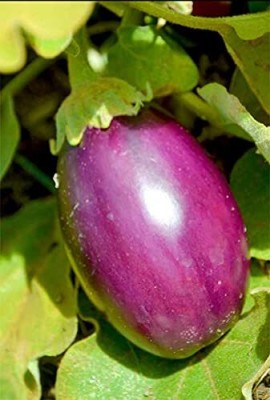 Aywal Purple Round Brinjal, Eggplant Seed(30 g)