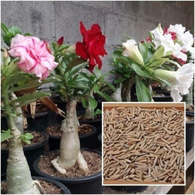Qualtivate VXI-312 Adenium Obesum Desert Rose Mixed Seeds Seed(30 per packet)
