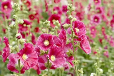 MAA Holly Hock Seed(24 per packet)