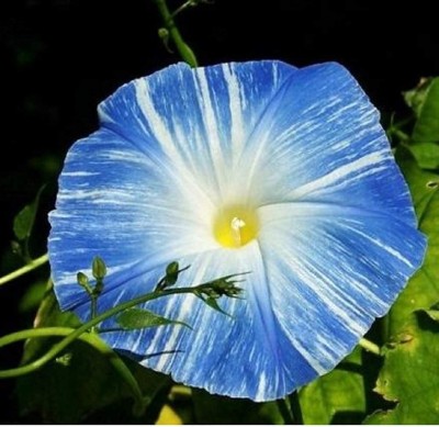 VibeX HUA-82 - Morning Glory Flying Saucers (Blue)Non-GMO Open Pollinated (900 Seeds) Seed(900 per packet)