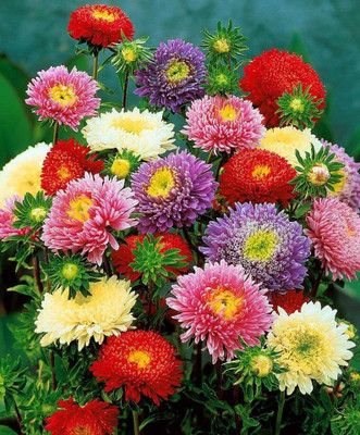 KUSH Aster Mixed Colour Flower Seeds Seed(100 per packet)