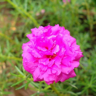 ibains Portulaca seeds multi colour Seed(54 per packet)