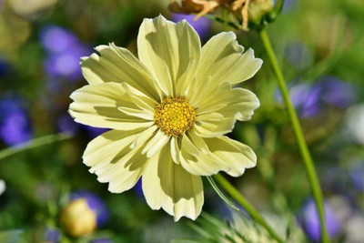 ZIXA Cosmos Flower Seed(10 per packet)