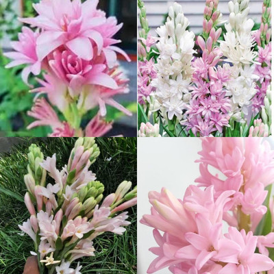 ibains Rajnigandha flower bulbs tuberose plant 7 Seed(7 per packet)