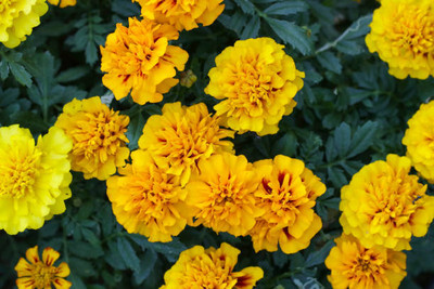Harsh Impex marigold/gende ka phool flower seeds Seed(75 per packet)