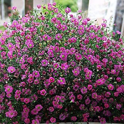 CYBEXIS Red Beautiful Gypsophila Perennial Ornamental Flowers Gypsophila Elegans Seed(50 per packet)