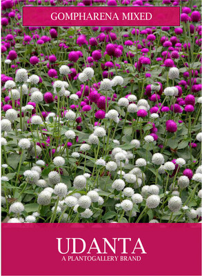 Udanta Gompharena Mixed Summer Flower Seeds pack of 30-40 Seeds Seed(1 per packet)