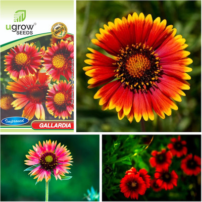 fixeded FL-118-GALLARDIA Seed(40 per packet)