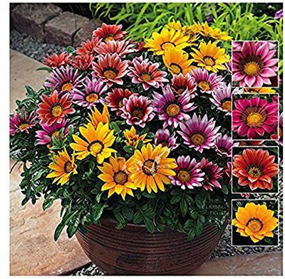 Aywal Gazania Mix Color Flower Seed(10 per packet)