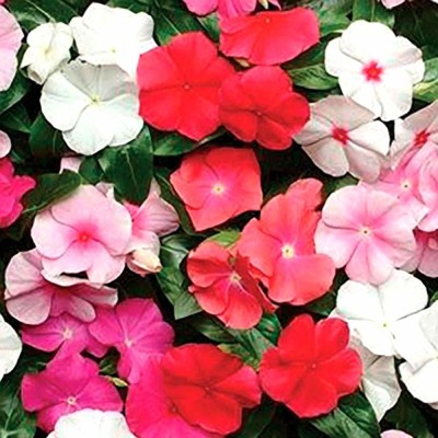 Lorvox Vinca rosea Dwarf Mixed Flower Seed(90 per packet)