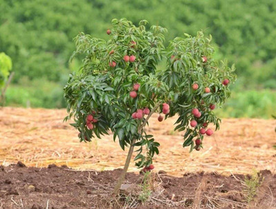 Oliver litchi,lichi.lichyee Seed(7 per packet)