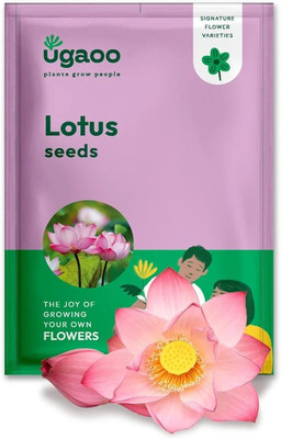 UGAOO Lotus Seeds for Planting High-Germination Lotus Seeds for Planting in Water -30 Seed(20 per packet)