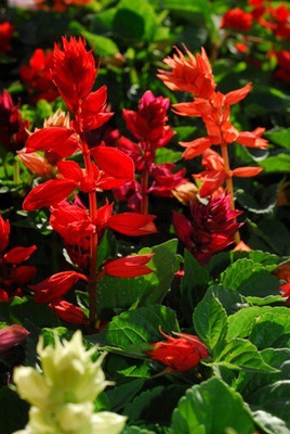 Quentova Red Salvia-VIC-2J Seed(100 per packet)