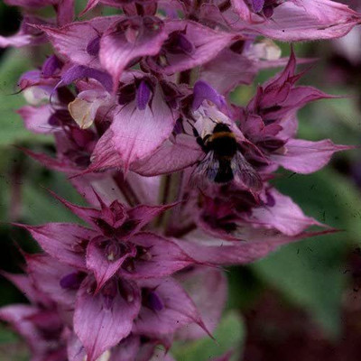 CYBEXIS Imported World Seeds - Salvia Sclarea Seeds Seed(1 g)