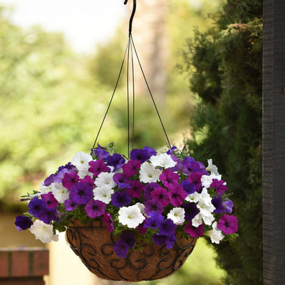 CYBEXIS VVI-4 - Mix Easy Wave Petunia Flower - (60 Seeds) Seed(60 per packet)