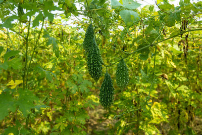 Kodali Hybrid F1 Bitter Gourd Seeds Pack Of 12 Seed(12 per packet)