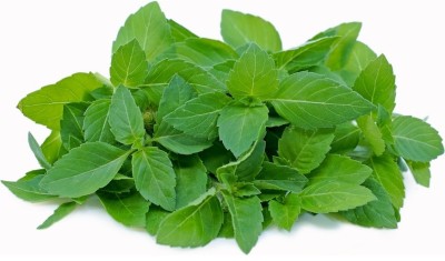 Quentova Organic Holy Basil (Tulsi) रामा तुलसी Plant-RXI-6V Seed(300 per packet)