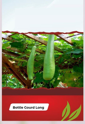 CYBEXIS TLX-41 - Bottle Gourd Long Organic F1 Hybrid - (100 Seeds) Seed(100 per packet)