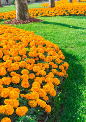 Gardener Bhabi marigold/gende ka phool flower seeds Seed(75 per packet)