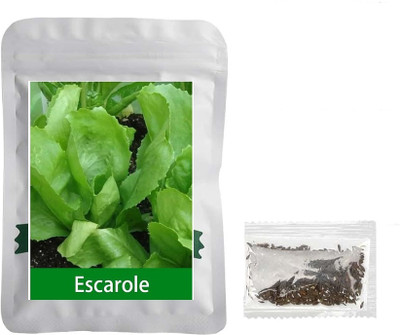 Quentova Escarole Lettuce 2.5gm-RXI-8Z Seed(2000 per packet)