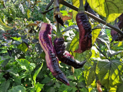 Biosnyg Non GMO Purple Dream Chilli Vegetable Seeds For Gardening-(4000 Seeds) Seed(4000 per packet)