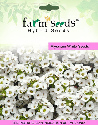 CYBEXIS Alyssium White400 Seeds Seed(400 per packet)