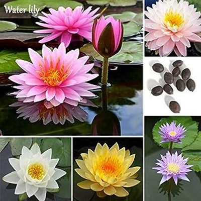 ACMS Water Lilly Seeds for Planting Lotus Seeds, Beautiful Flowering Aquatic Bonsai Seed(12 per packet)